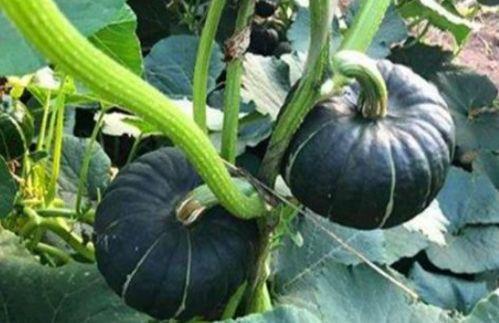 网红小千禧吃瓜是真的吗,真相揭秘  第1张